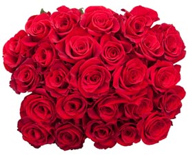 O Las 12 Mejores Flores Para Regalar Y Conquistar