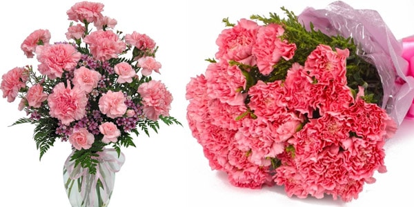 Claveles flores para las madres