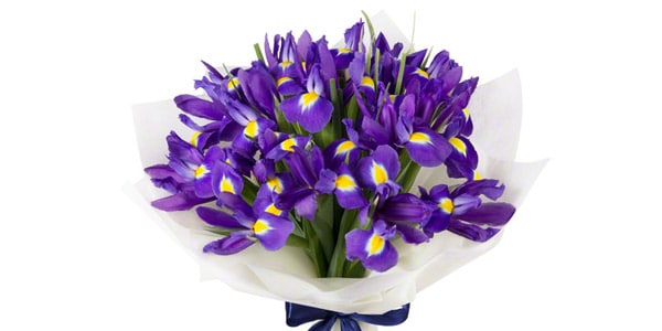 Iris flores para una madre