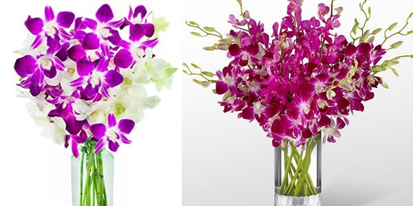 Orquideas flores para regalar a una madre