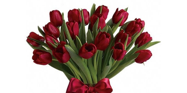 Tulipanes flores para mama