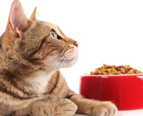 como cuidar a una mascota gato comiendo nutricion