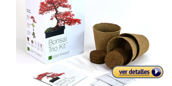 Regalos de navidad creativos para abuelos: Árbol bonsái