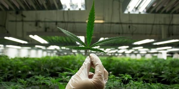 Industrias para convertirte en tu propio jefe marihuana