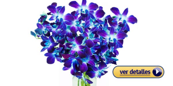 Flores para regalar el Día los enamorados: Orquídeas
