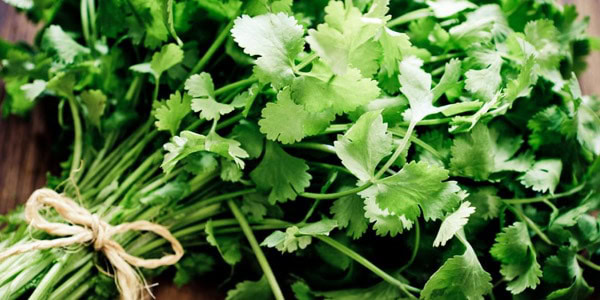 cilantro comidas para reducir la celulitis